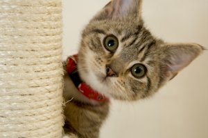 adorable kitten onstartups