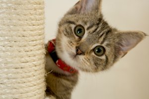 adorable kitten onstartups